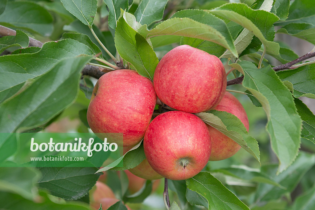 625266 - Orchard apple (Malus x domestica 'Elstar')