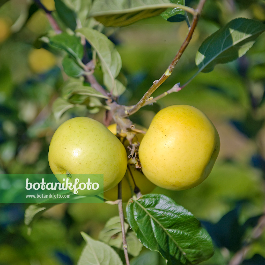 517316 - Orchard apple (Malus x domestica 'Engelsberger Renette')