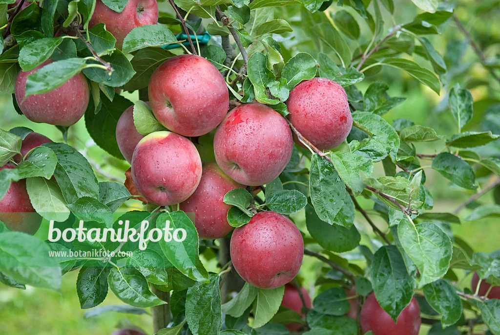 502271 - Orchard apple (Malus x domestica 'Enterprise')