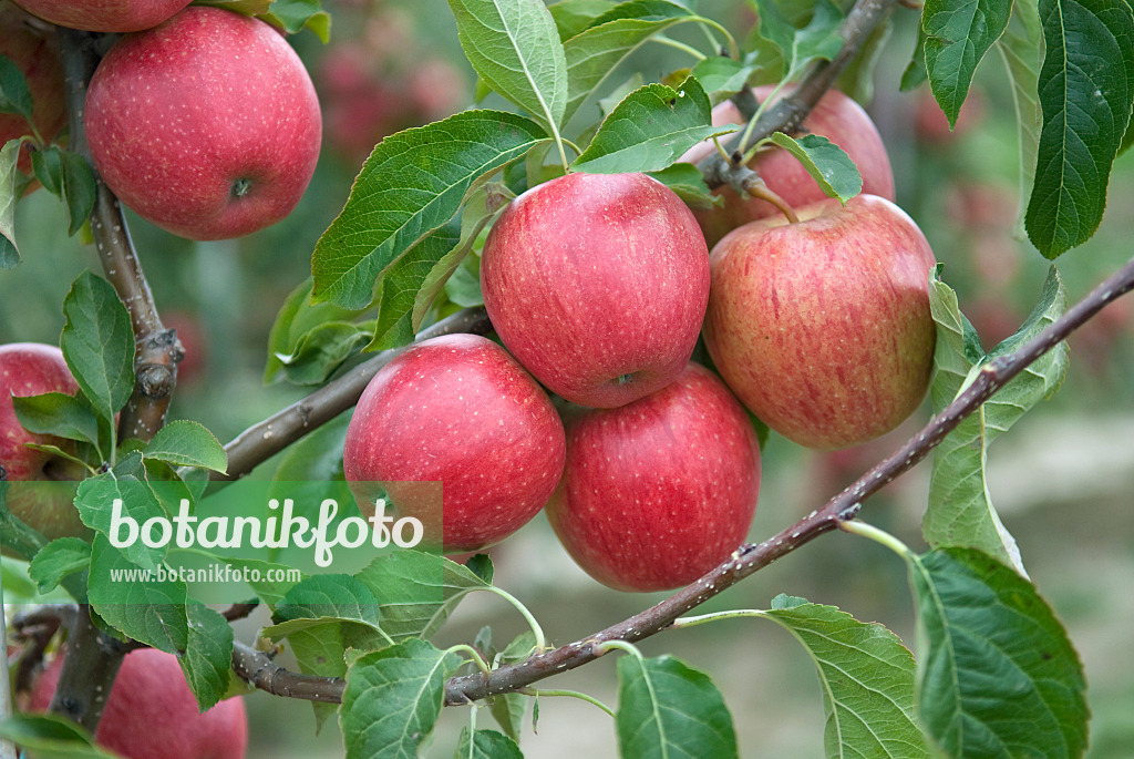 502292 - Orchard apple (Malus x domestica 'Evelina')