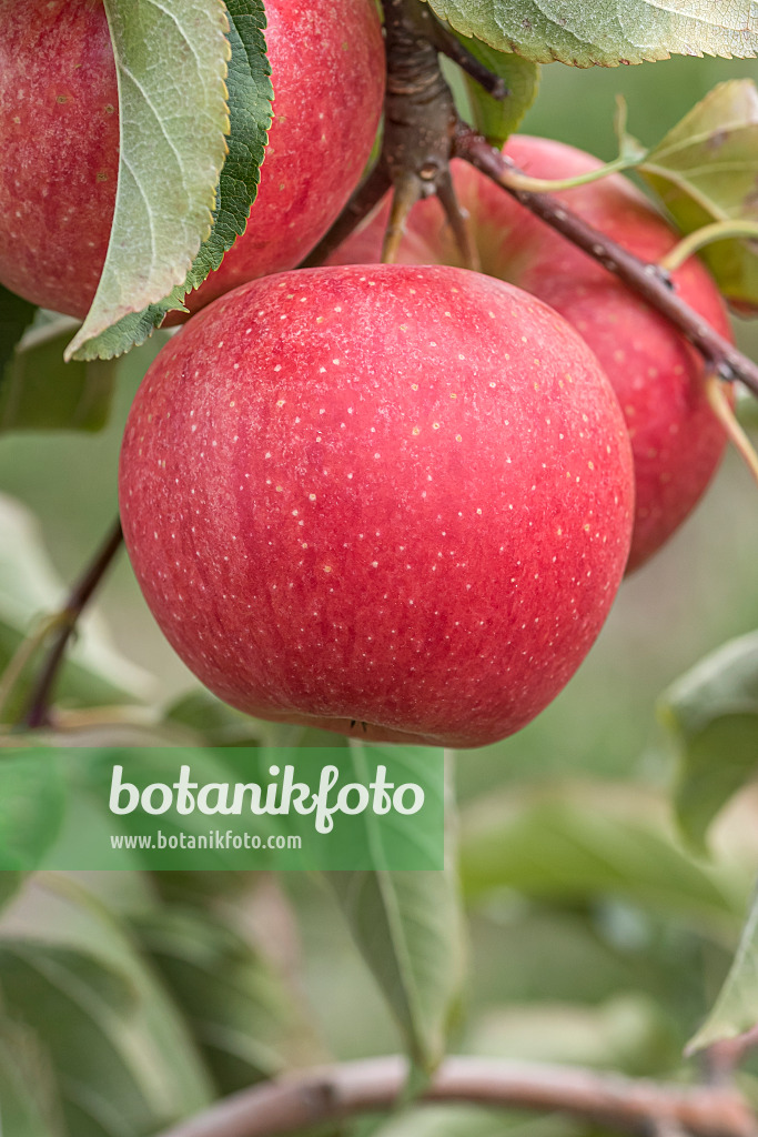 635122 - Orchard apple (Malus x domestica 'Evelina')