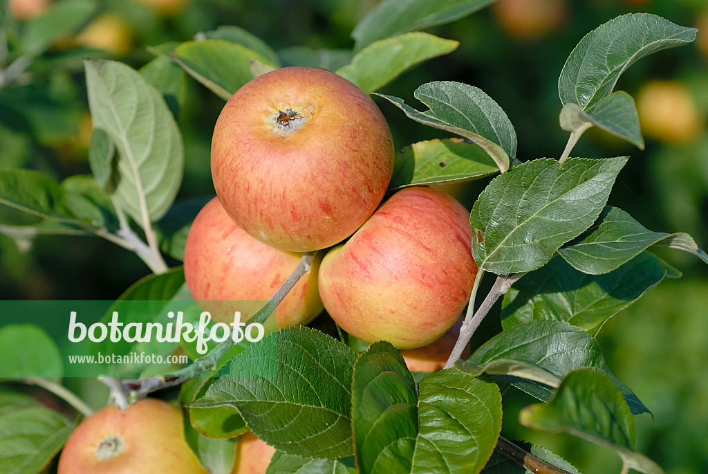 471412 - Orchard apple (Malus x domestica 'Evzika')