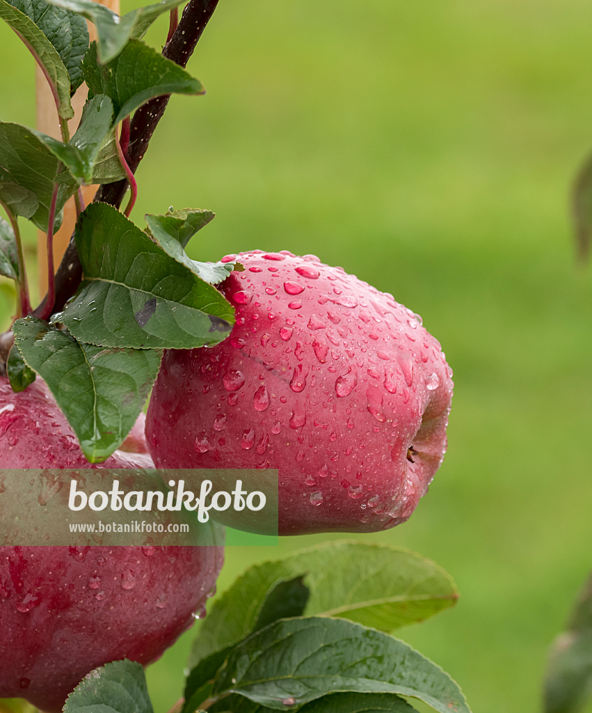 664256 - Orchard apple (Malus x domestica 'Gloster')