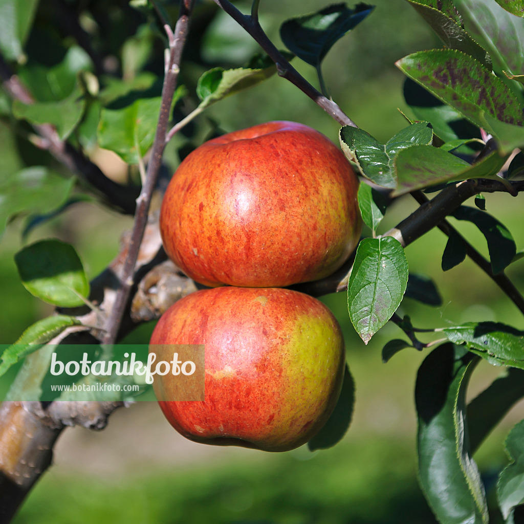 517320 - Orchard apple (Malus x domestica 'Hauxapfel')