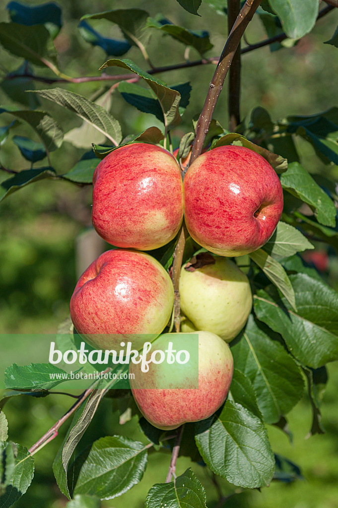 625270 - Orchard apple (Malus x domestica 'Heuchelheimer Schneeapfel')