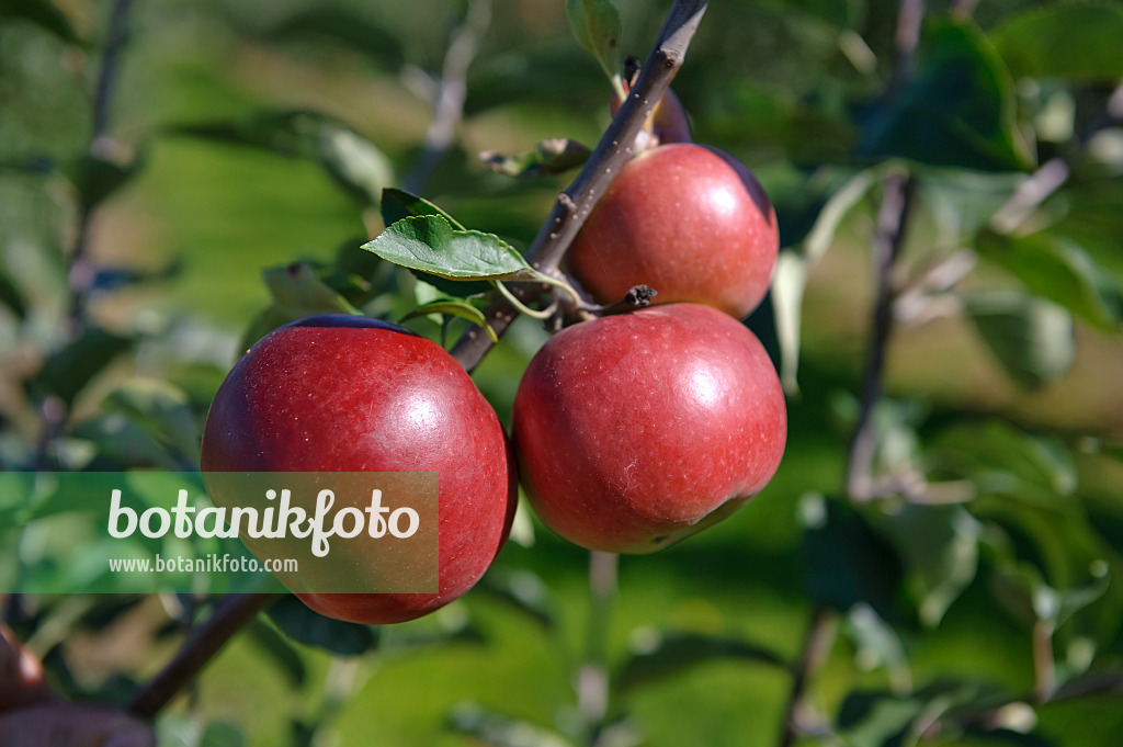 517323 - Orchard apple (Malus x domestica 'Himbeerapfel von Holowaus')