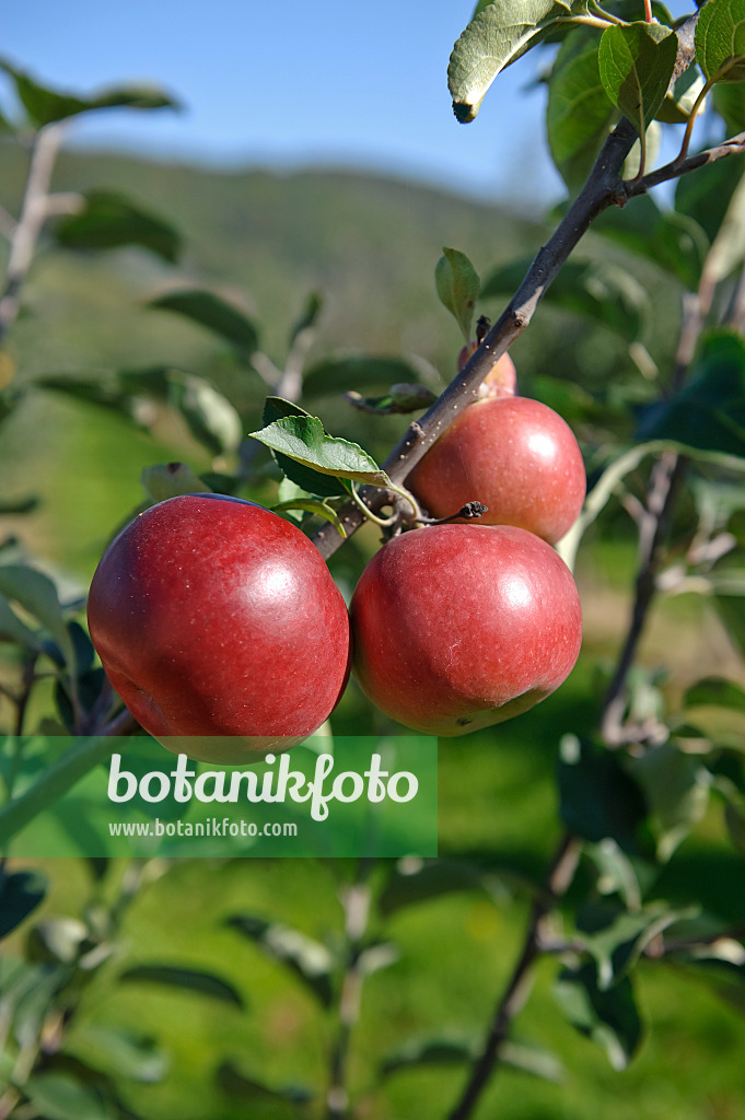 517324 - Orchard apple (Malus x domestica 'Himbeerapfel von Holowaus')