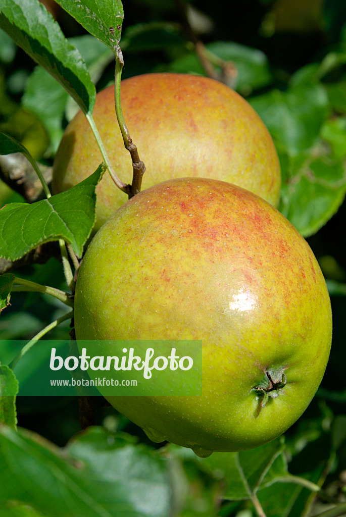 460009 - Orchard apple (Malus x domestica 'Holsteiner Cox')