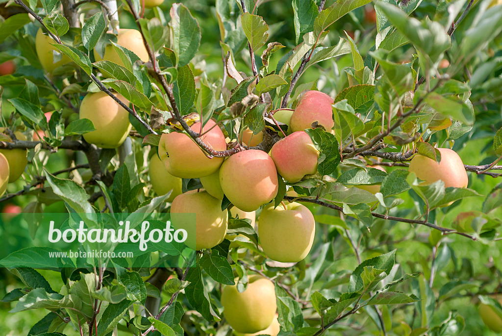 517325 - Orchard apple (Malus x domestica 'Iduna')