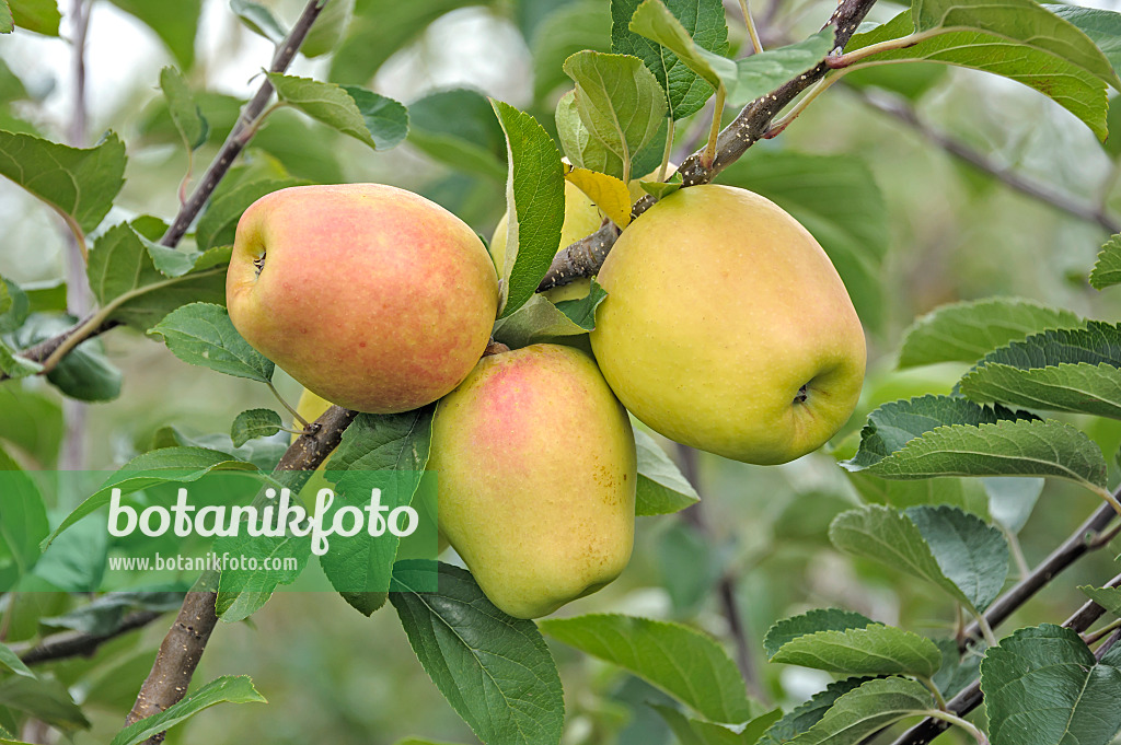535354 - Orchard apple (Malus x domestica 'Iduna')