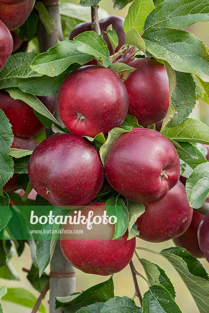 675216 - Orchard apple (Malus x domestica 'Isaaq')