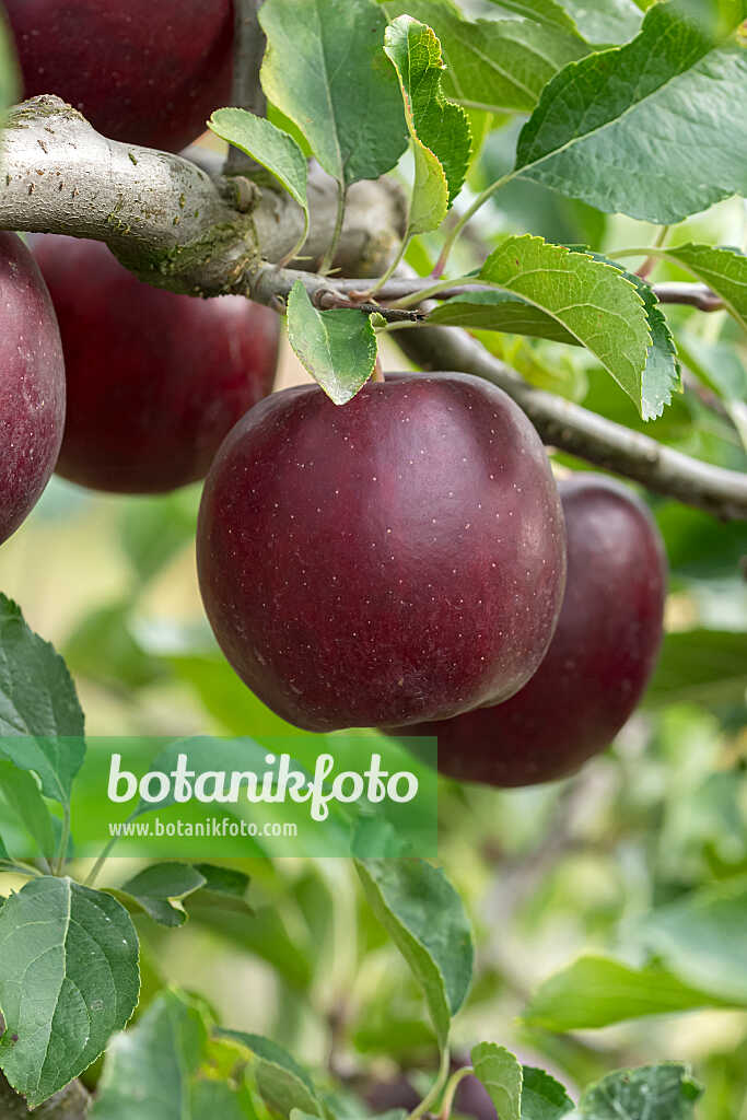 675218 - Orchard apple (Malus x domestica 'Isaaq')