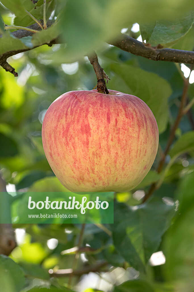 675219 - Orchard apple (Malus x domestica 'James Grieve')