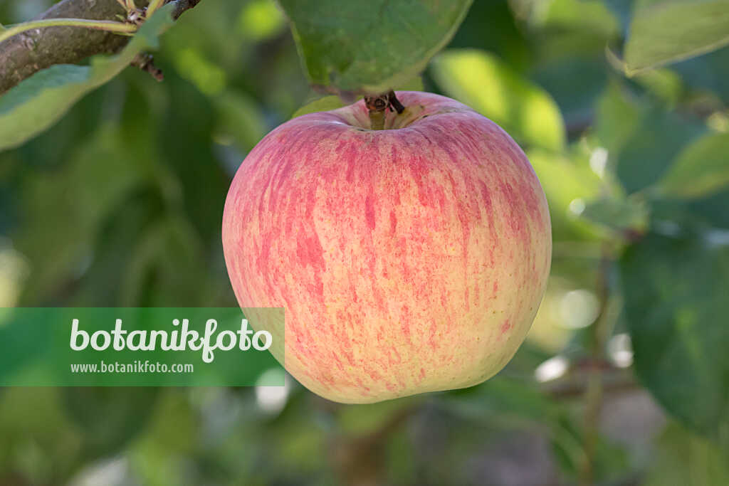 675220 - Orchard apple (Malus x domestica 'James Grieve')