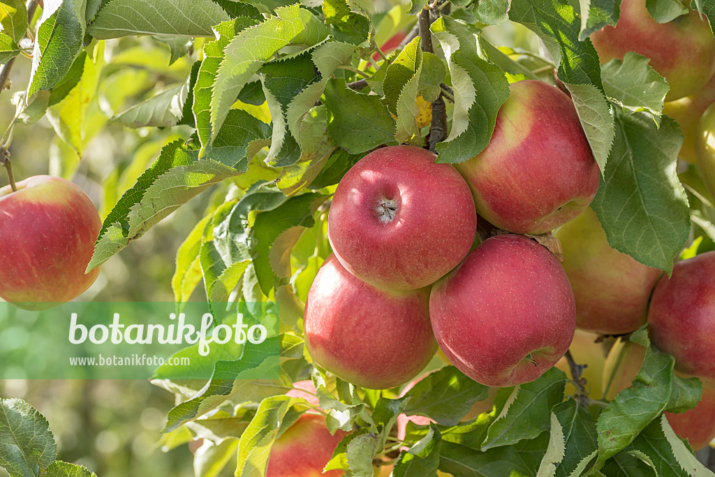 635124 - Orchard apple (Malus x domestica 'Jonagold de Coster')