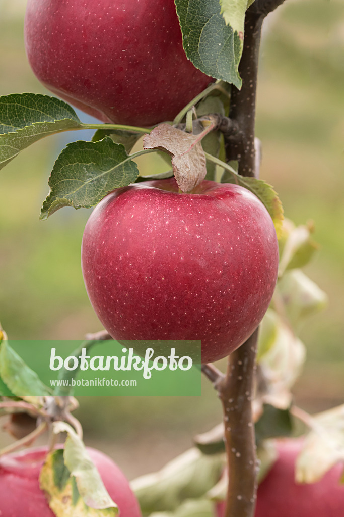 635081 - Orchard apple (Malus x domestica 'Jonagold Pfeiffer')