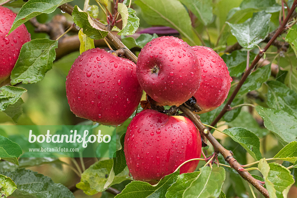 616040 - Orchard apple (Malus x domestica 'Jonathan')