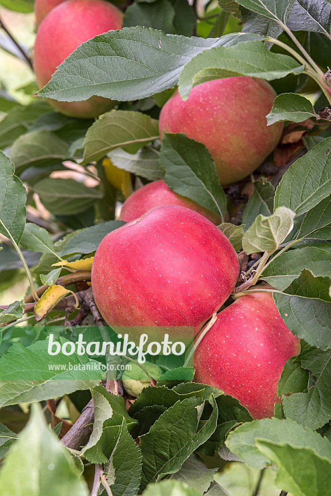 635125 - Orchard apple (Malus x domestica 'Junami')