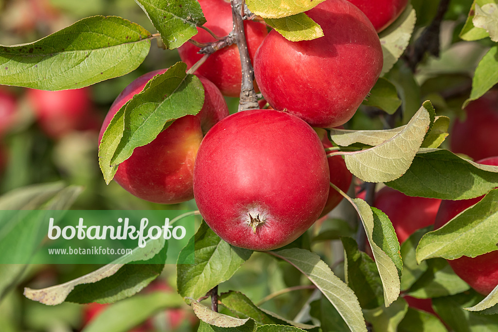 635126 - Orchard apple (Malus x domestica 'Kanzi')
