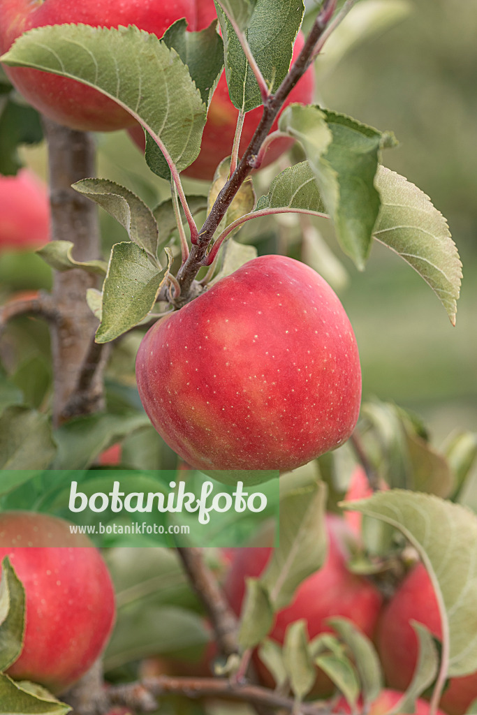 635084 - Orchard apple (Malus x domestica 'Karneval')