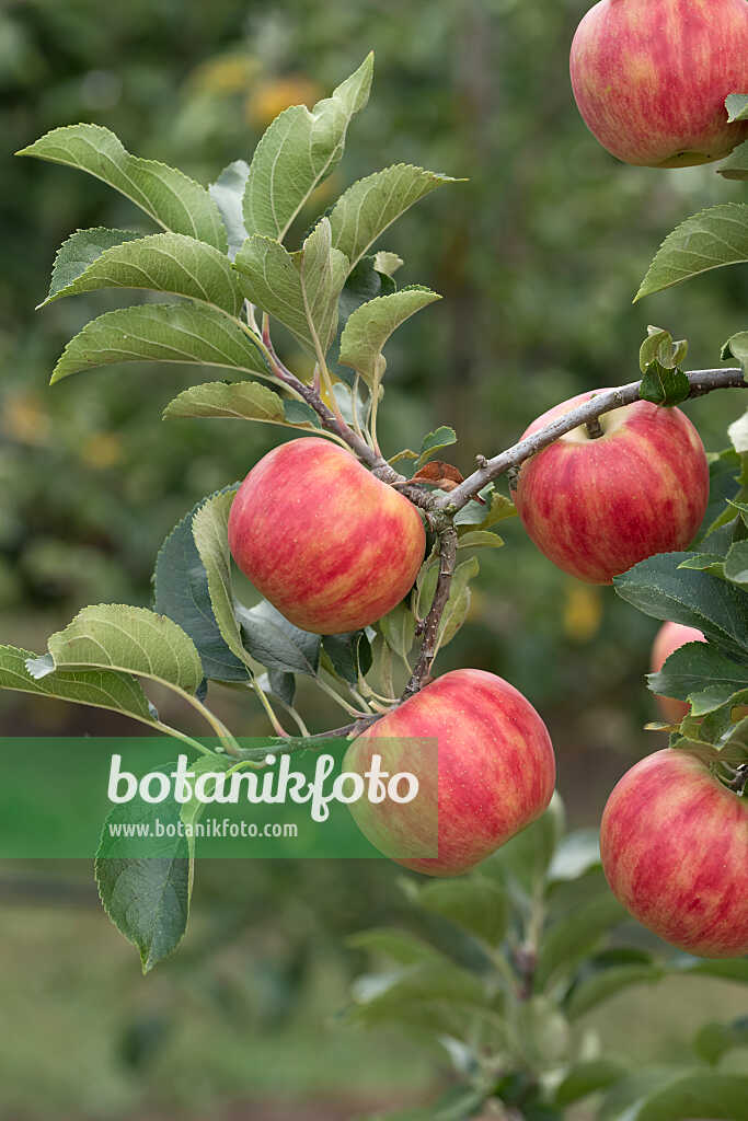 675226 - Orchard apple (Malus x domestica 'Karneval')