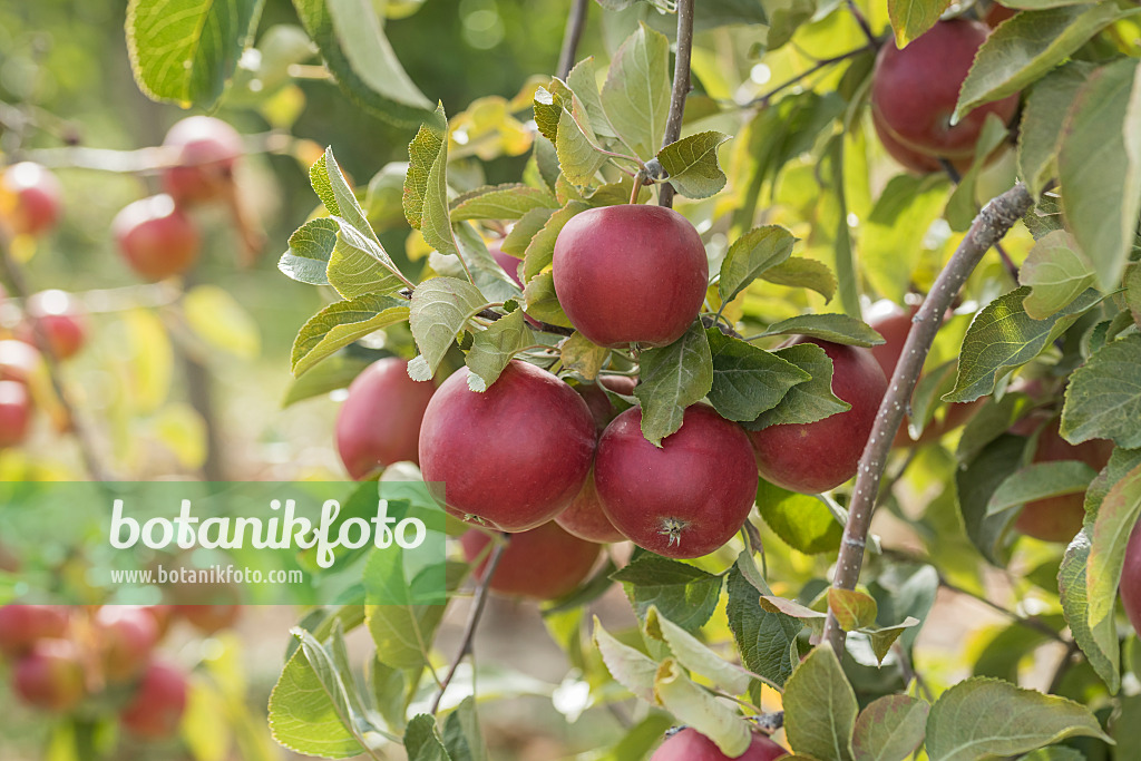 635085 - Orchard apple (Malus x domestica 'Kent')