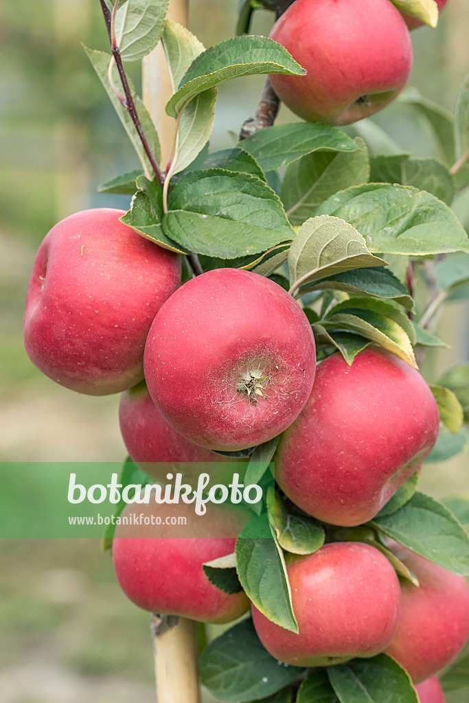 635086 - Orchard apple (Malus x domestica 'Linsenhofener Renette')