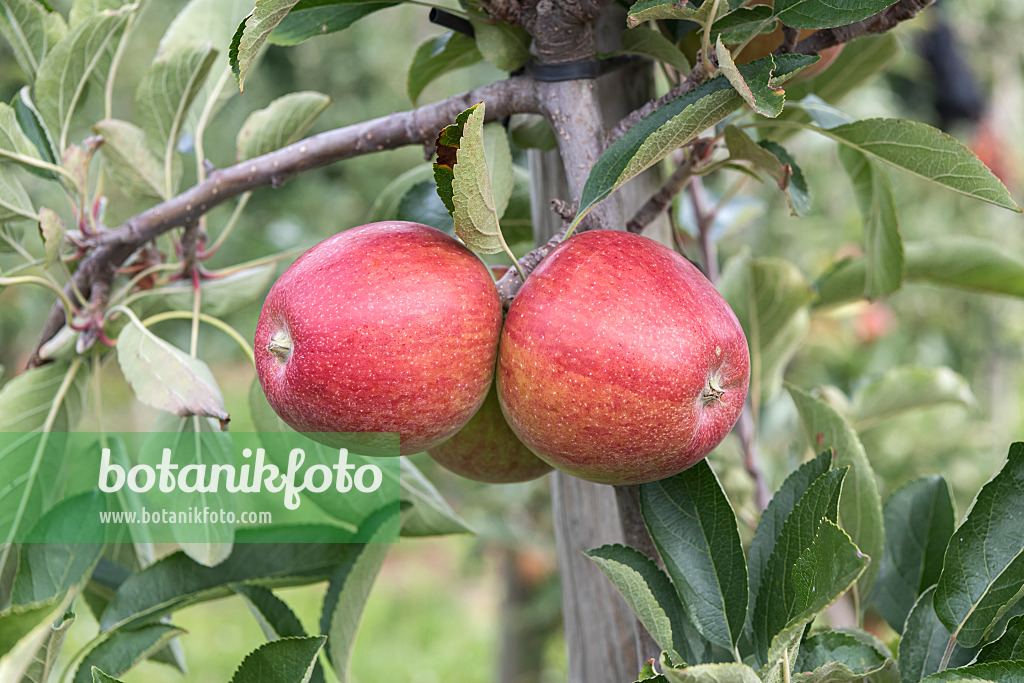 635088 - Orchard apple (Malus x domestica 'Lochbuie Red Braeburn')