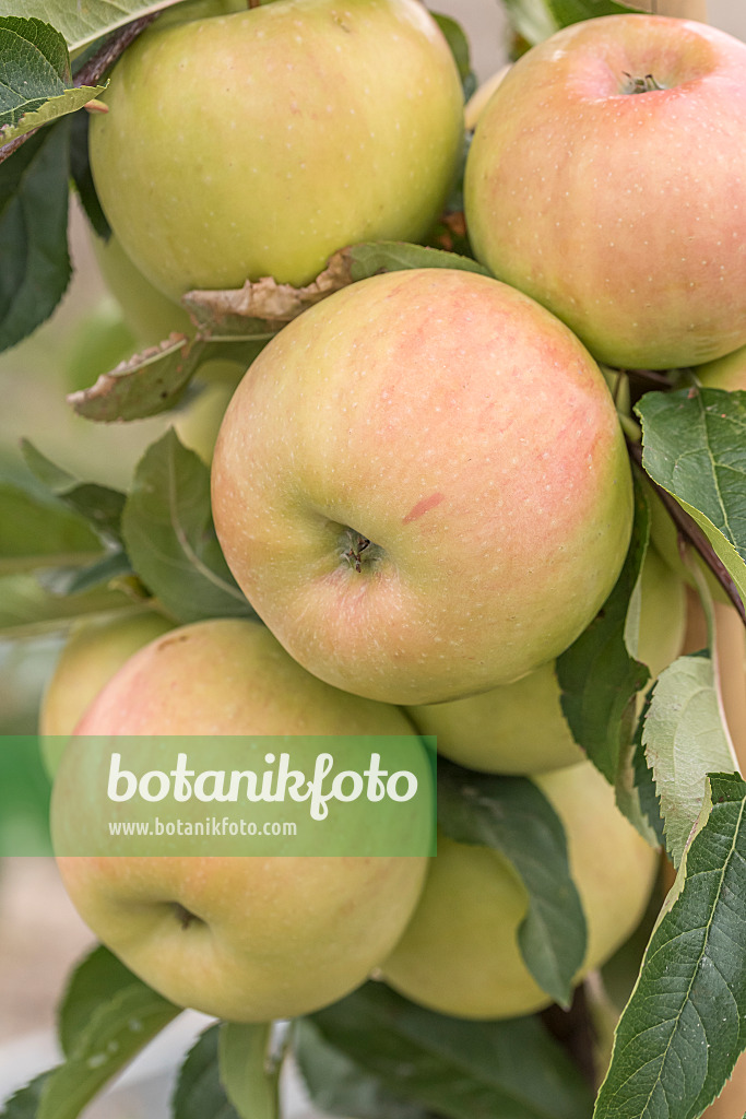 635089 - Orchard apple (Malus x domestica 'Luna')