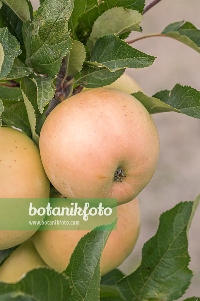 635090 - Orchard apple (Malus x domestica 'Luna')