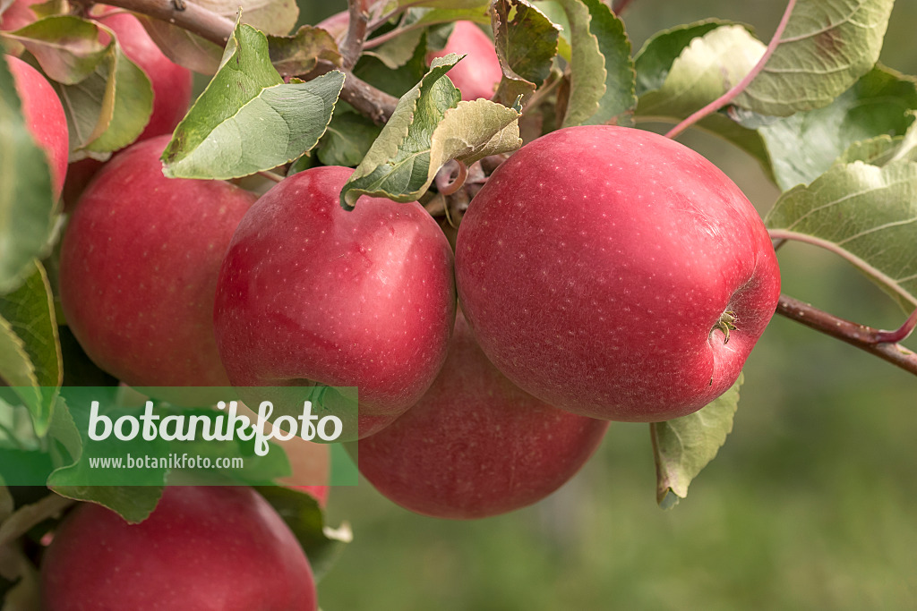 635091 - Orchard apple (Malus x domestica 'Majesty')