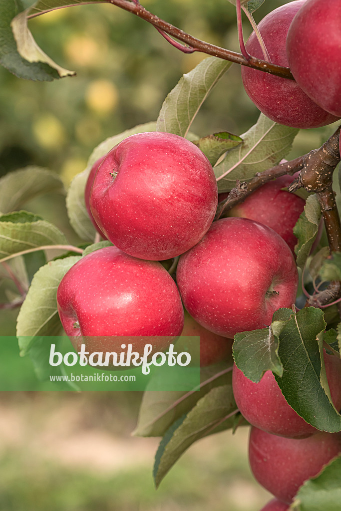 635092 - Orchard apple (Malus x domestica 'Majesty')