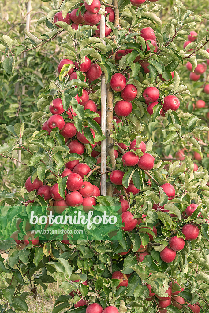 635093 - Orchard apple (Malus x domestica 'Majesty')