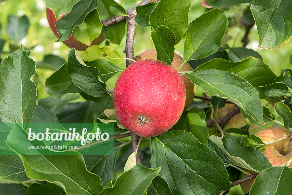 635127 - Orchard apple (Malus x domestica 'Mariella')