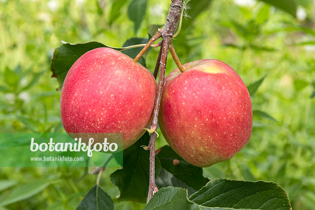 635128 - Orchard apple (Malus x domestica 'Mariella')