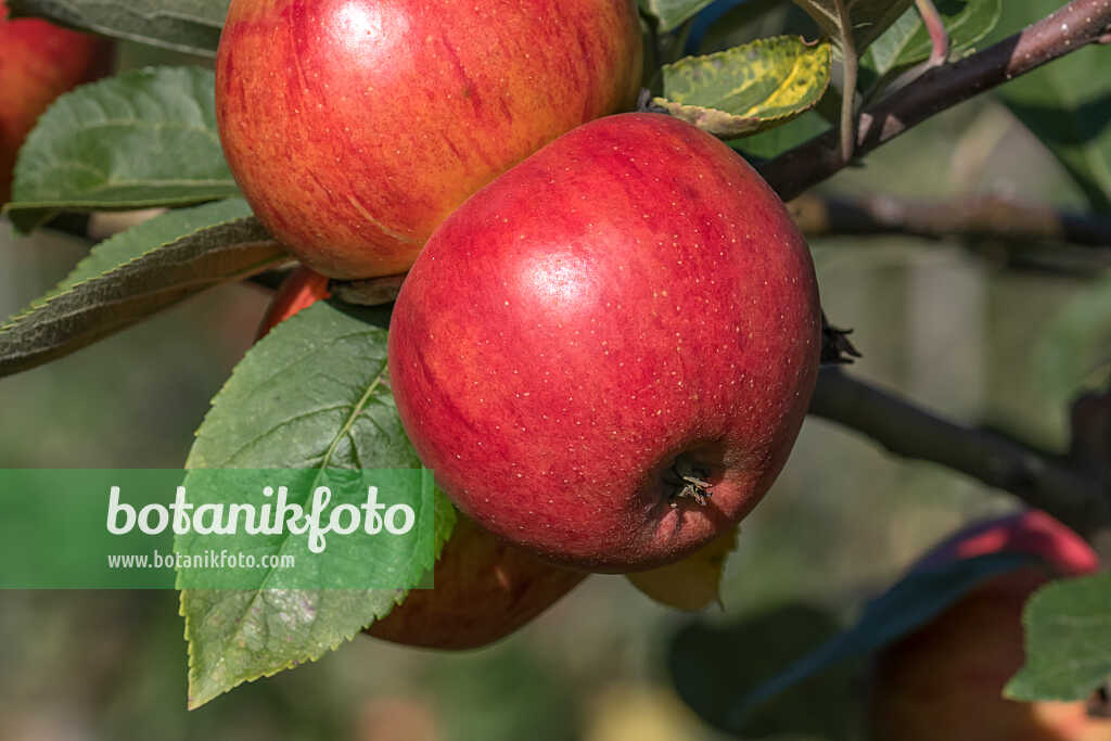 675229 - Orchard apple (Malus x domestica 'Muskatrenette')