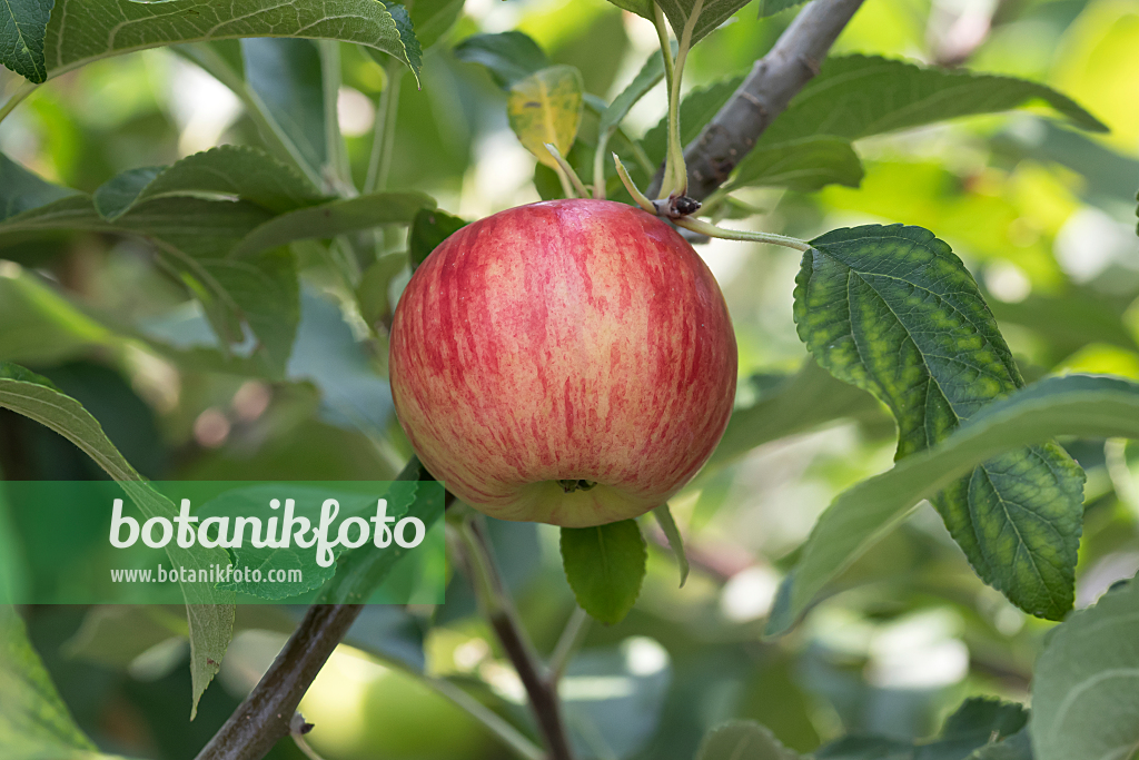 664257 - Orchard apple (Malus x domestica 'Nela')