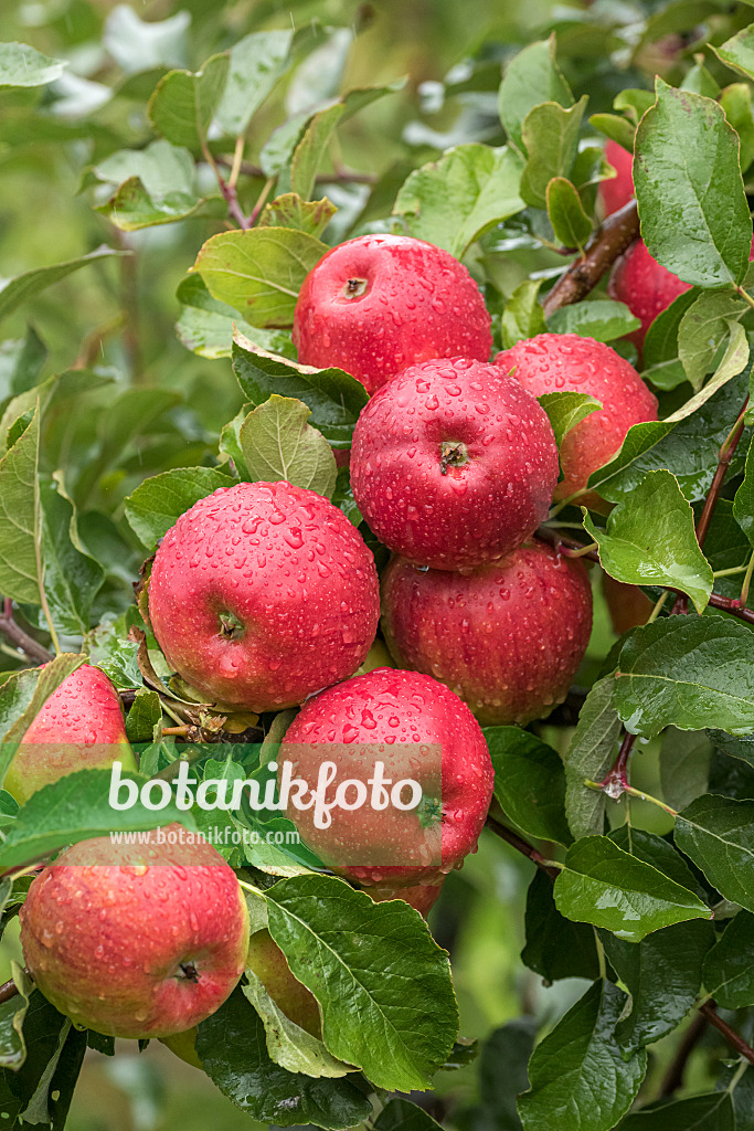 616046 - Orchard apple (Malus x domestica 'Pilot')