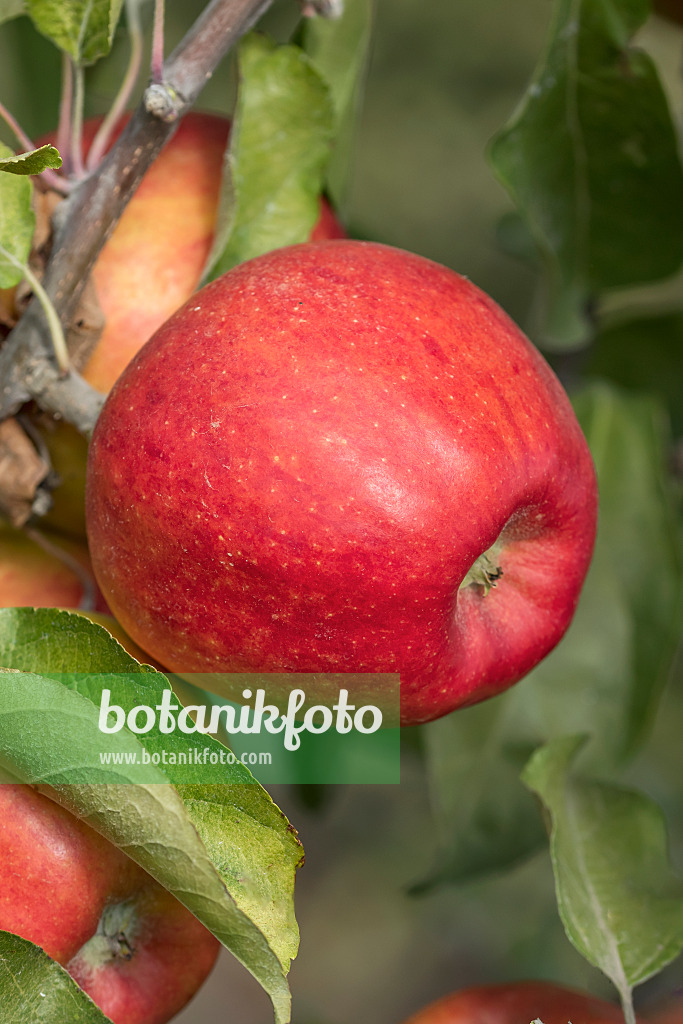 635095 - Orchard apple (Malus x domestica 'Pilot')
