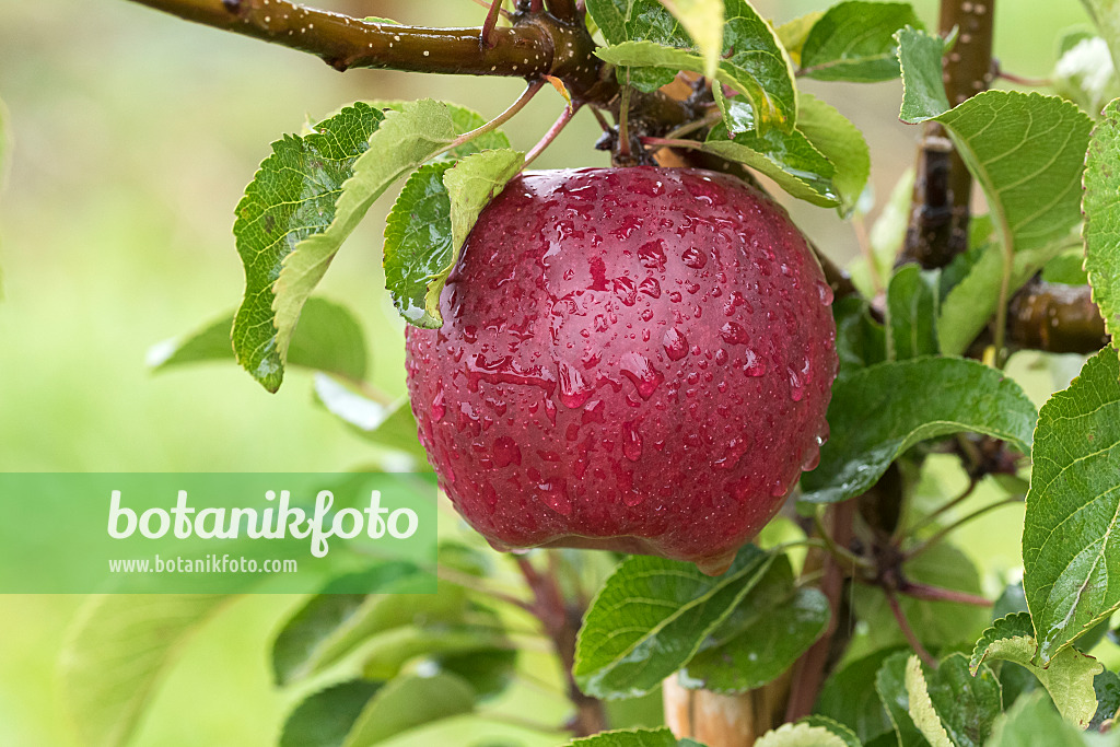616047 - Orchard apple (Malus x domestica 'Pinett')