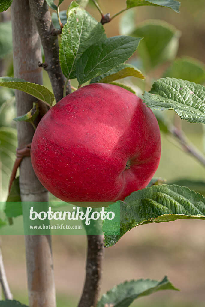 675234 - Orchard apple (Malus x domestica 'Rea Cadis')