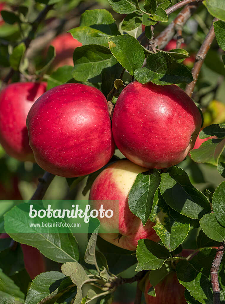 675237 - Orchard apple (Malus x domestica 'Rebella')