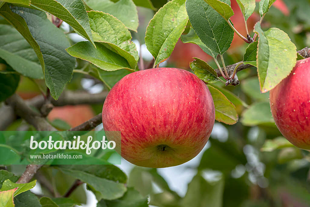 675239 - Orchard apple (Malus x domestica 'Red Topaz')