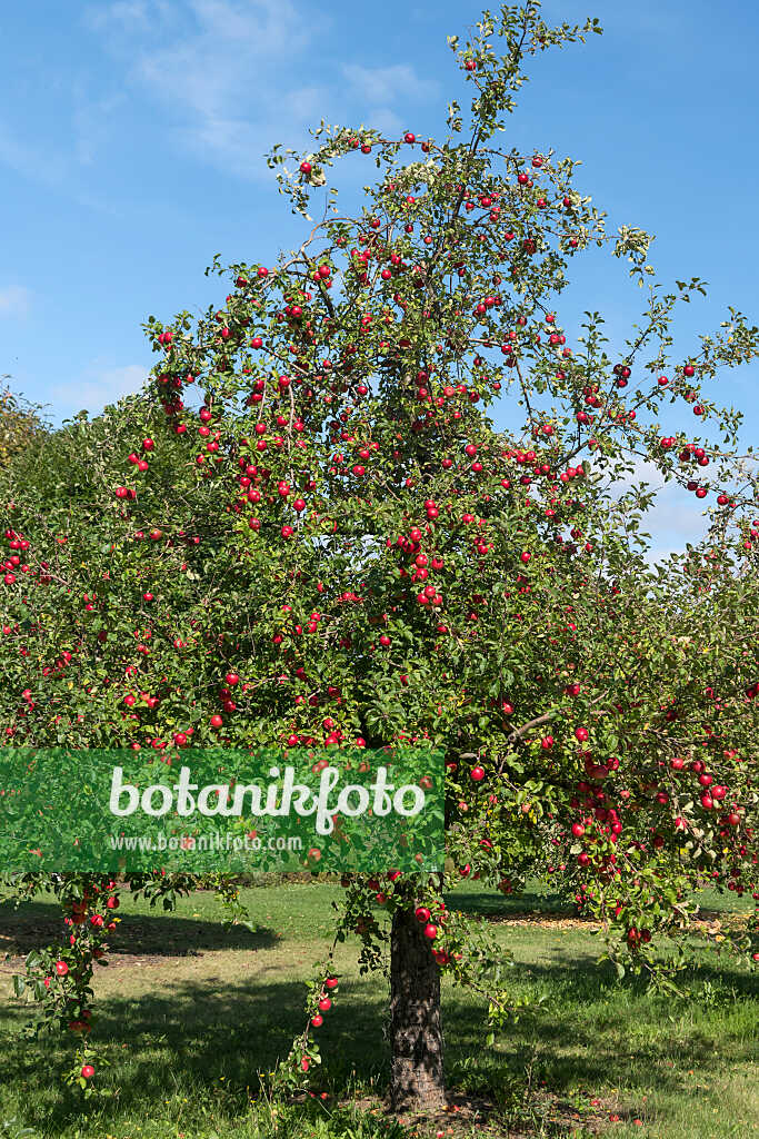 675240 - Orchard apple (Malus x domestica 'Reglindis')