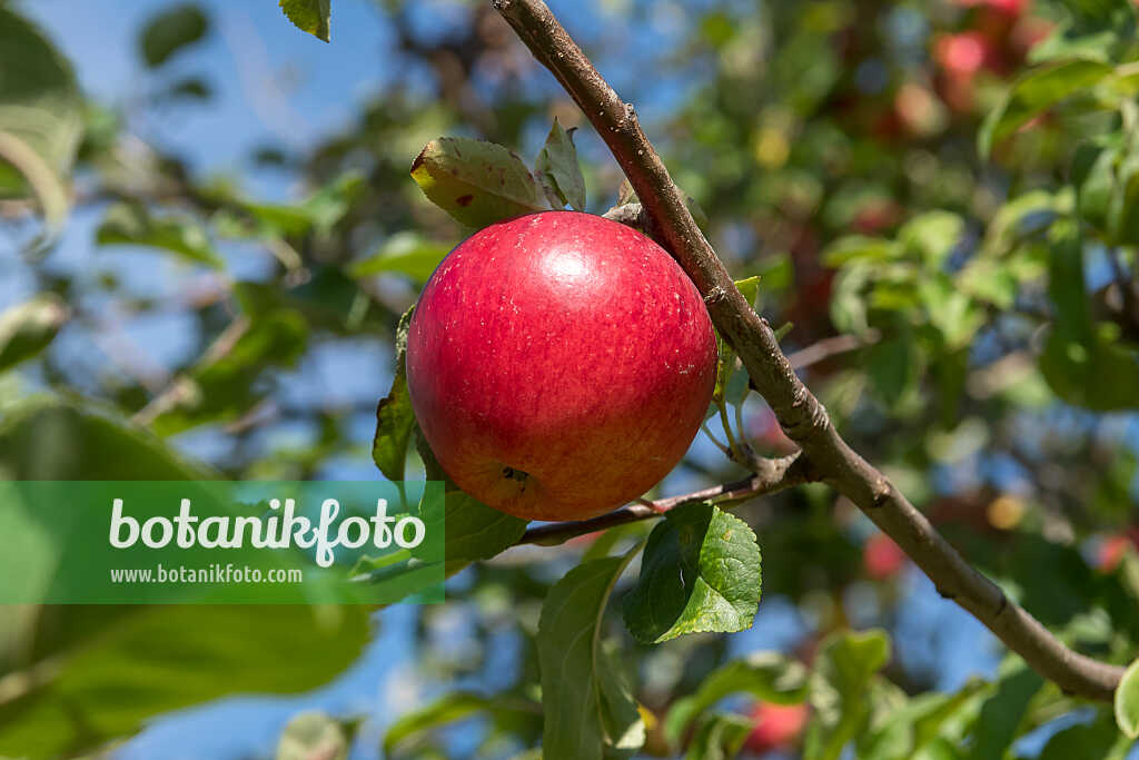 675241 - Orchard apple (Malus x domestica 'Reglindis')