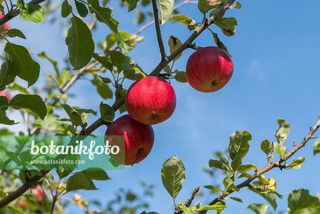 675242 - Orchard apple (Malus x domestica 'Reglindis')