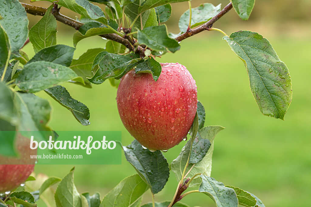 675243 - Orchard apple (Malus x domestica 'Rekarda')