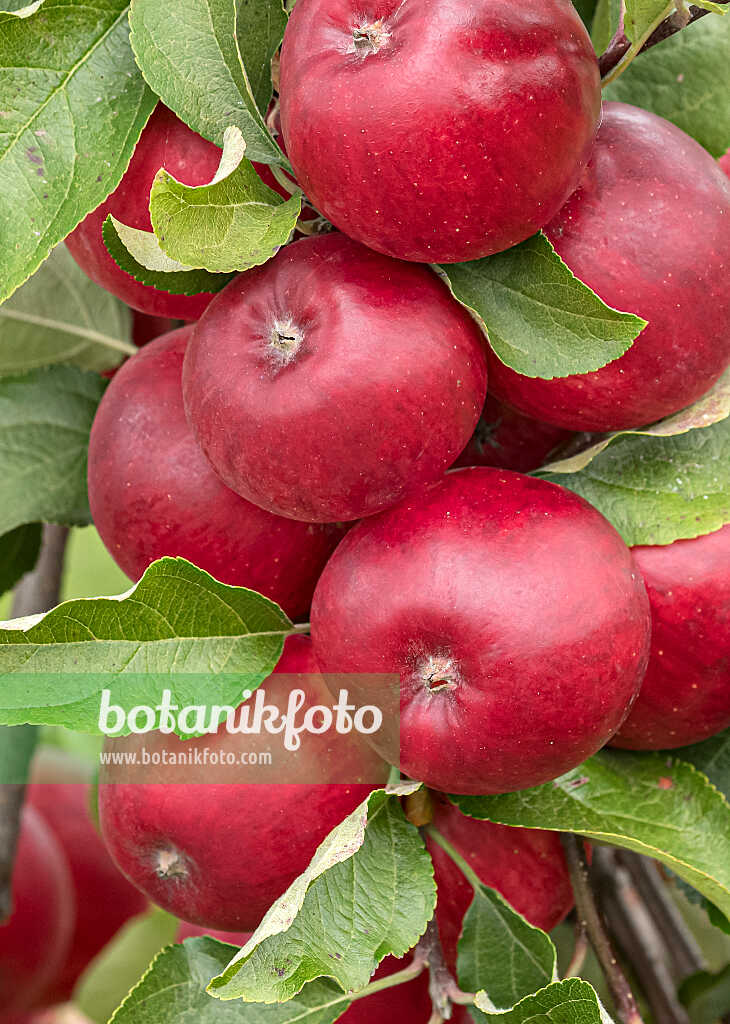 675244 - Orchard apple (Malus x domestica 'Releika')