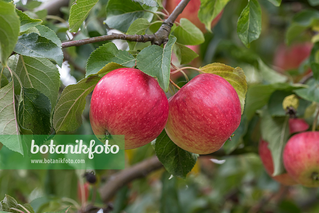 616055 - Orchard apple (Malus x domestica 'Resi')