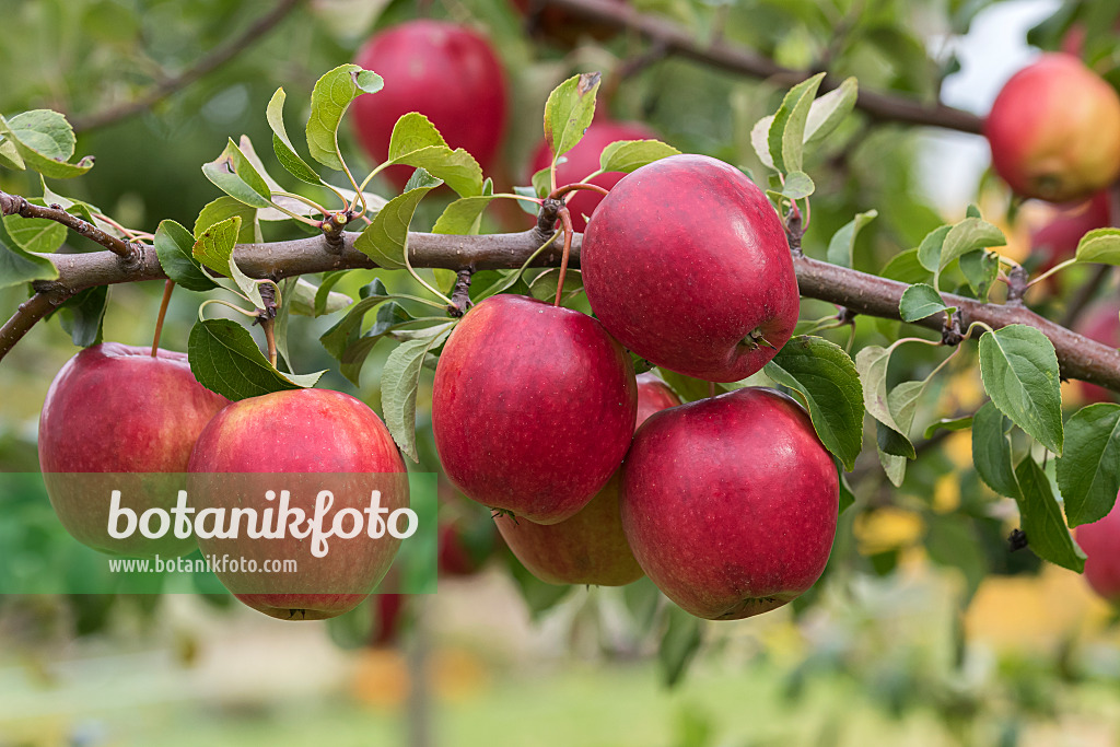 616059 - Orchard apple (Malus x domestica 'Rewena')